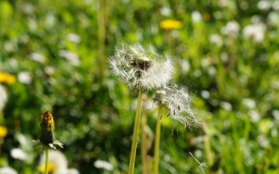 Las alergias primaverales afectan a la salud bucodental